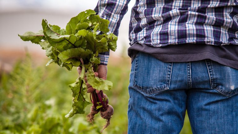 Rolnik na polu trzymający buraka