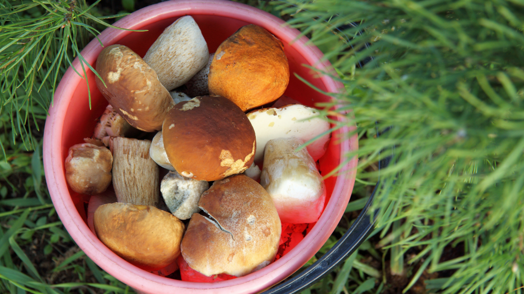 Grzyby w misce, leśne gałęzie