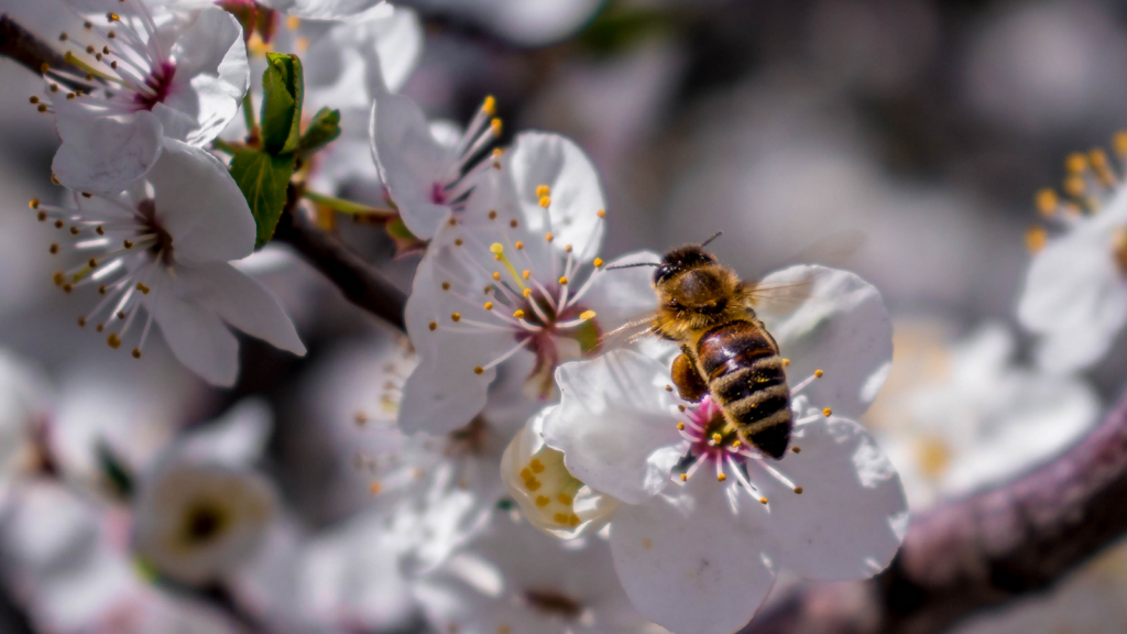 Pszczoła na kwiecie jabłonii