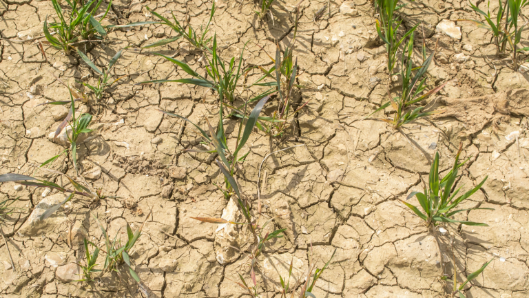 Susza: wyschnięta ziemia i nieliczne zielone rośliny