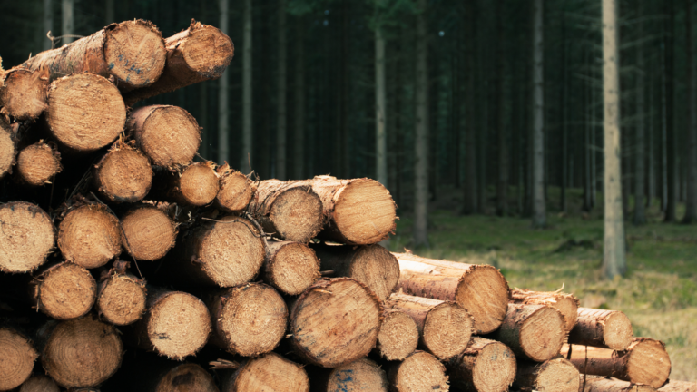 Ścięte drewno, w tle las