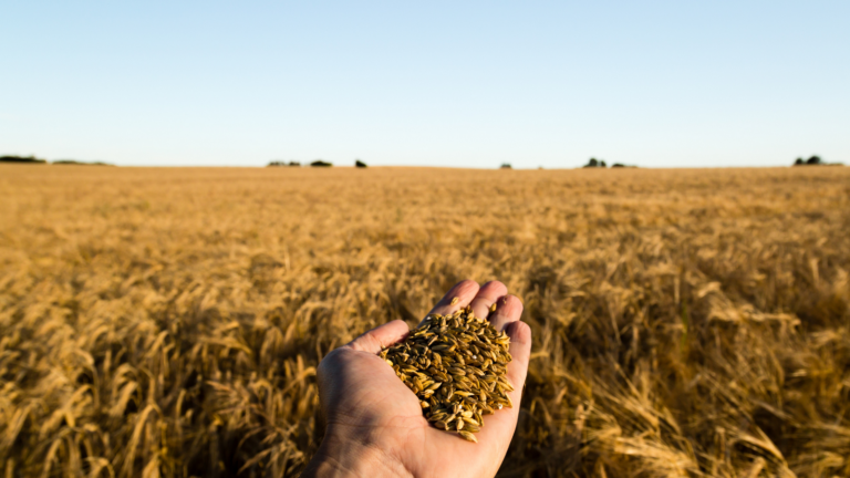 Pole zboża, dłoń wypełniona ziarnem