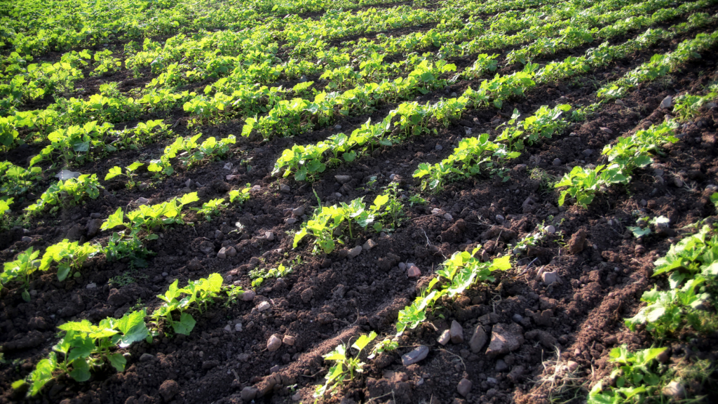 Pole i zielone grządki/uprawy