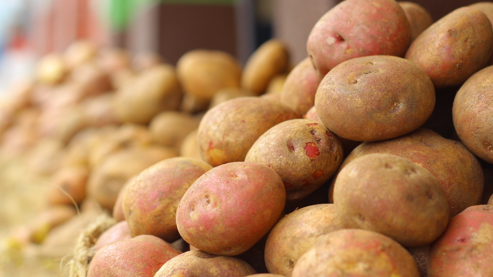 Kryzys na rynku warzyw: ziemniaki do utylizacji