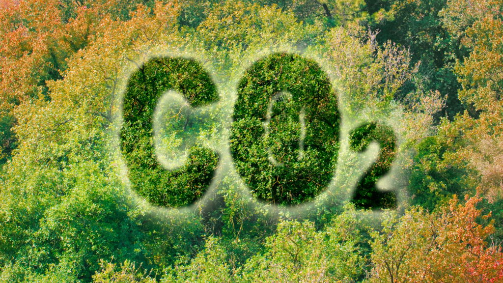Napis CO2 na tle lasu/drzew
