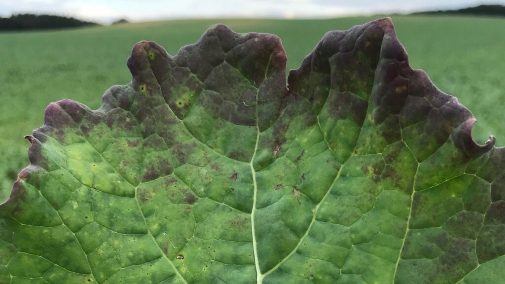 Objawy niedoboru fosforu w glebie.