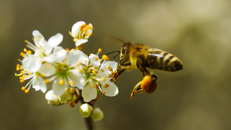 Pszczoła zbierająca pyłek z kwiata