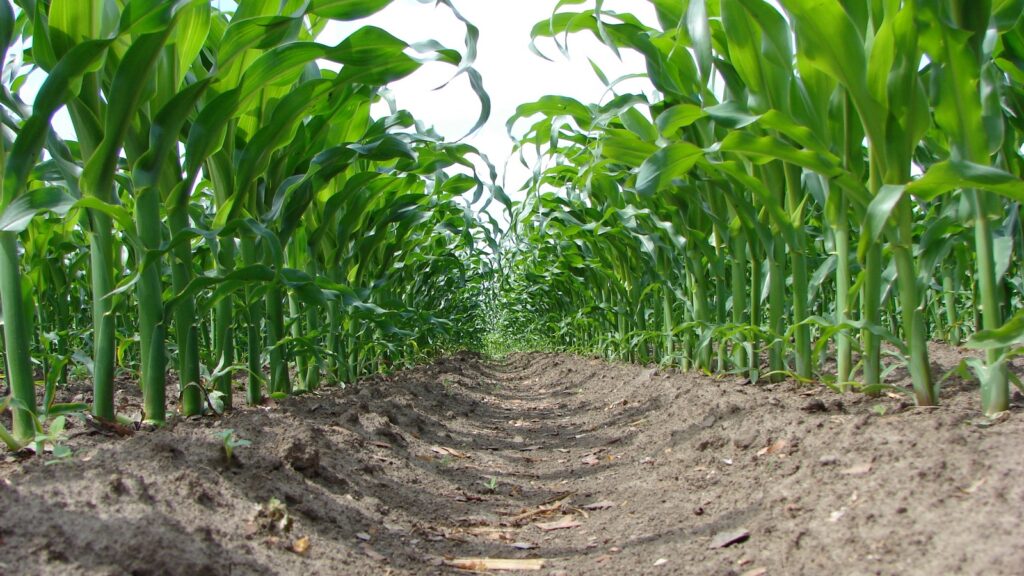 Uprawa kukurydzy