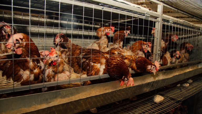 Kury w klatce