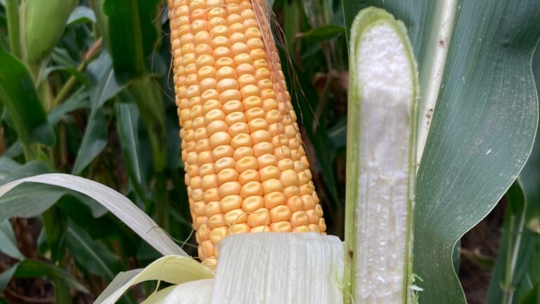 Kukurydza